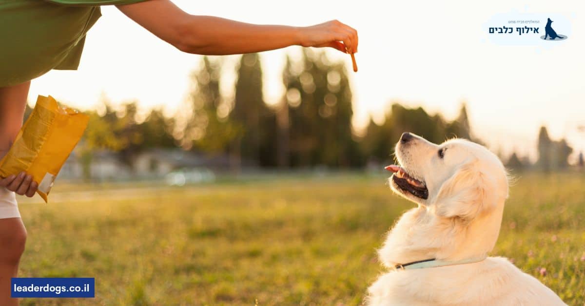 מדוע חשוב לאלף כלבי בית?
