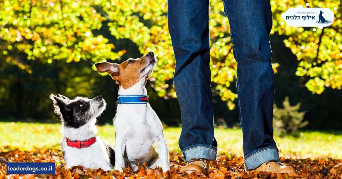 ממה חשוב במיוחד להיזהר כאשר מחפשים מאלף כלבים בקרית ענבים?