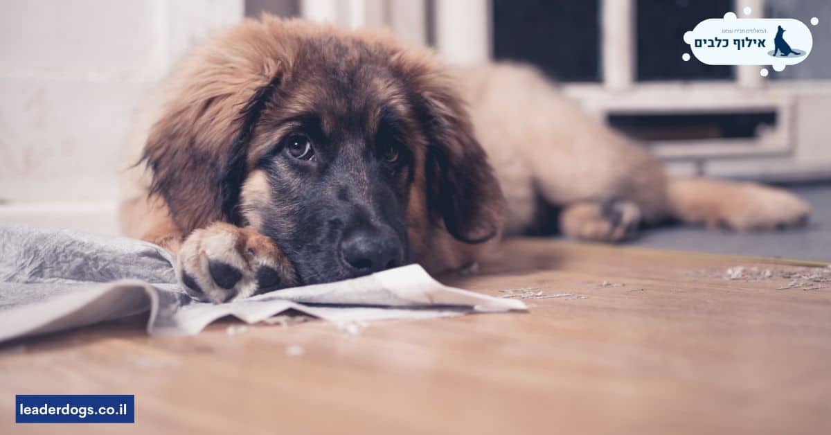 ממה חשוב להימנע כשמחנכים גור כלבים לצרכים?