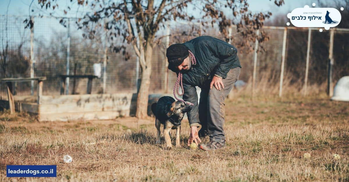 איך מוצאים אילוף כלבים מומלץ בכפר אוריה?