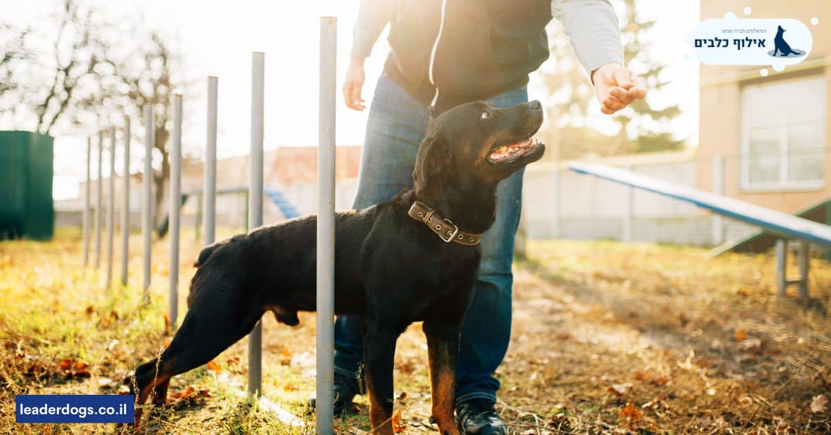 כך מאלף כלבים בגני מודיעין יכול לסייע באילוף הכלב לעשיית צרכים מחוץ לבית