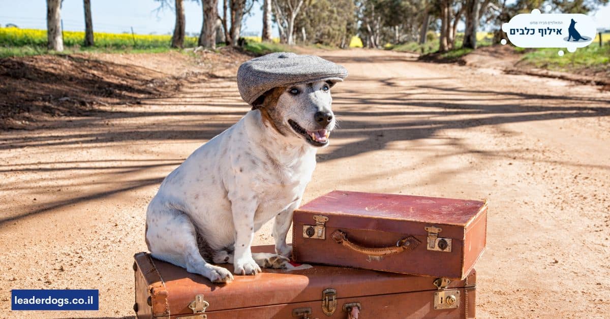 האתגרים ביציאה לחופשה עם הכלב