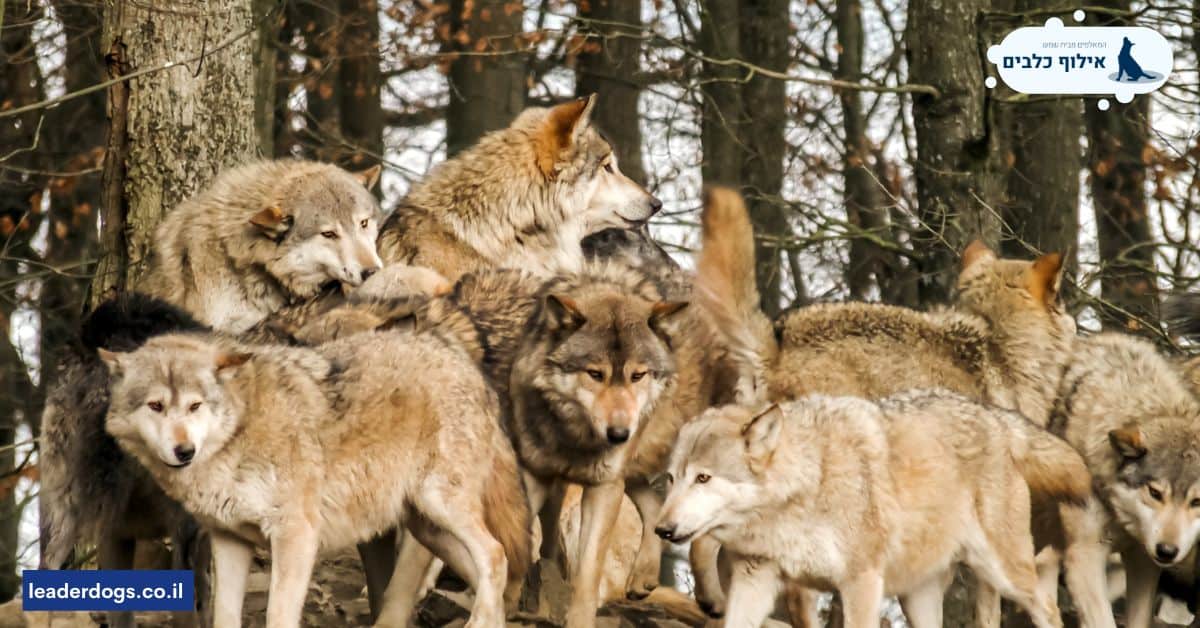 הזאב כחוליה מקשרת בין המין האנושי למין הכלבי