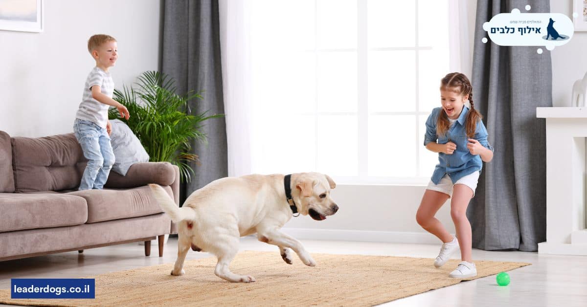טיפ מספר 1_ עזרו לכלב שלכם לפרוק אנרגיה ותהנו מכלב נינוח ורגוע יותר בבית