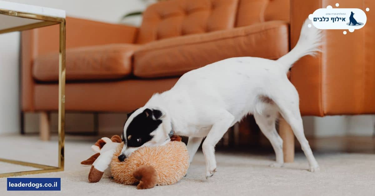 כיצד צעצועים לכלבים מסייעים בחינוך הכלב?