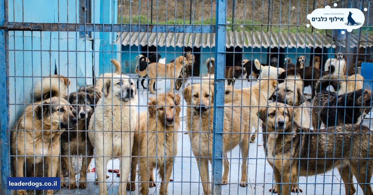 עד איזה גיל ניתן להרגיל כלבים לשימוש בכלוב אילוף?