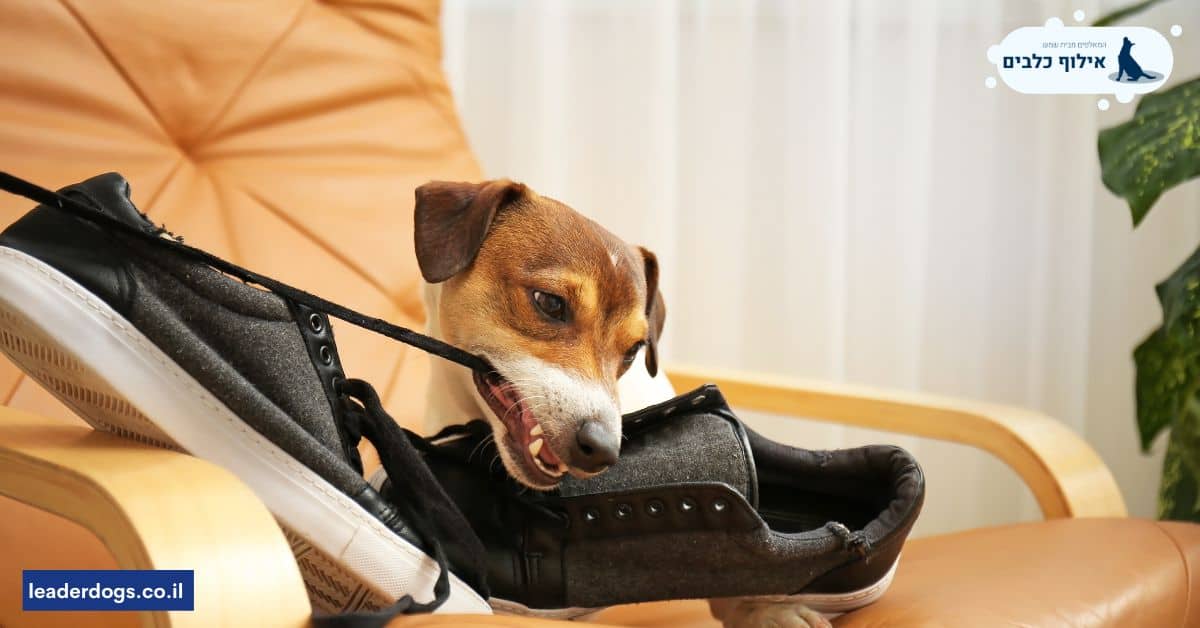 צעצועים לכלבים כדרך למנוע מהכלב לכרסם את הנעליים שלכם