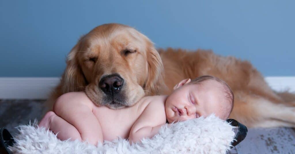 מתכננים להפגיש את הכלב עם התינוק החדש תכירו בשלב ה – 2 תציגו בפני הכלב את התינוק שנמצא בסלקל