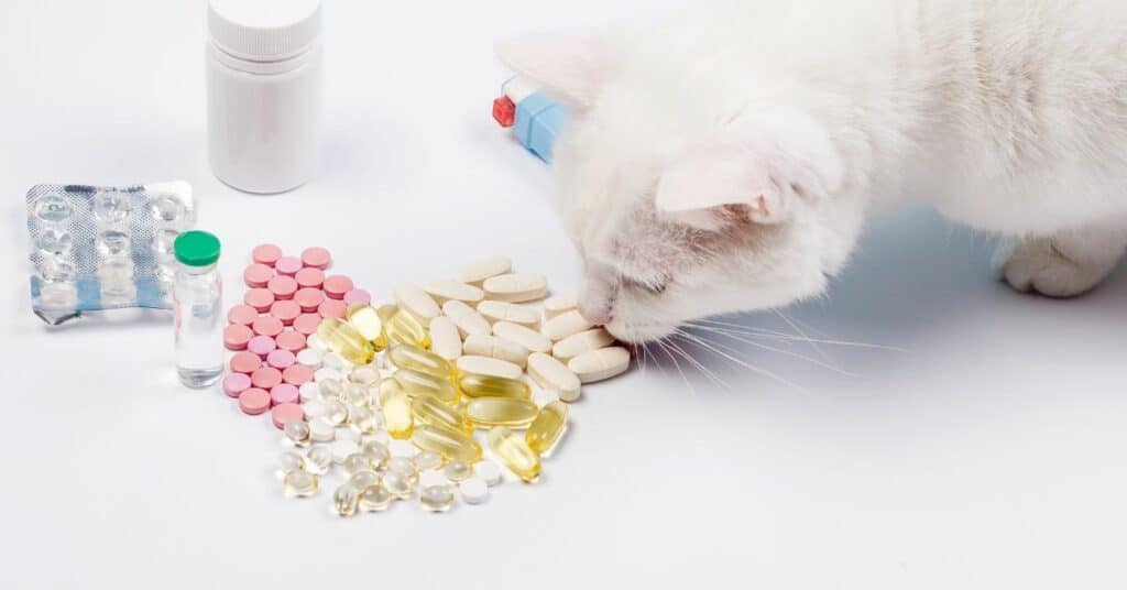 5 תרופות לא שגרתיות לחתולים וכלבים